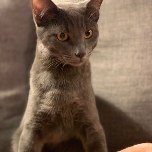 Meet your Posher, Devin